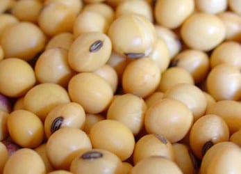 Soy Allergy: What You Need to Know