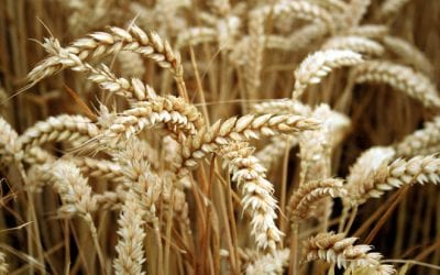 The Difference Between Celiac Disease and Wheat Allergy