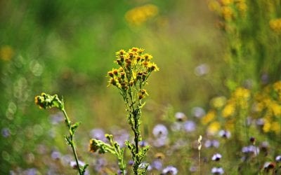 Beware Ragweed Season!