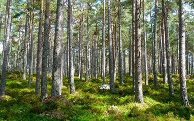 Are Tree Pollens Getting to You?