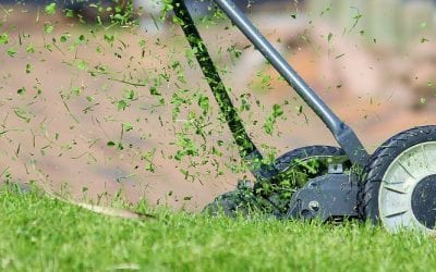 Grass Allergies:  A Source of Summer Misery