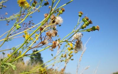 Is Ragweed Season Getting Worse?