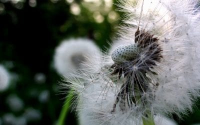 Treatment for Spring Allergies