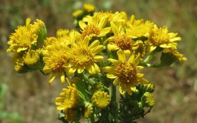 Are You Ready for Ragweed Season?