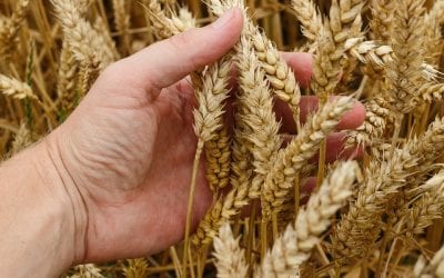 Wheat Allergy and Gluten Intolerance