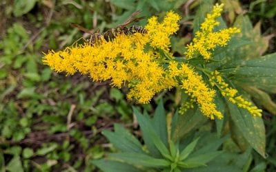 Understanding Ragweed Allergies